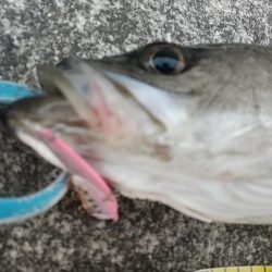 緊急事態宣言後の神戸湾奥調査