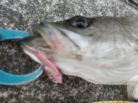 緊急事態宣言後の神戸湾奥調査