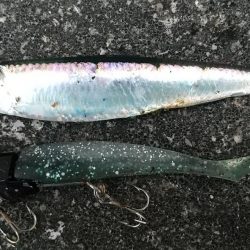 短時間デイゲーム夕練調査！