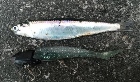 短時間デイゲーム夕練調査！