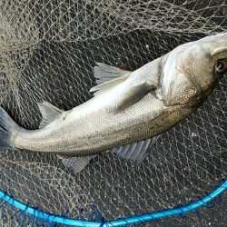 朝練久々のナナマル捕獲!