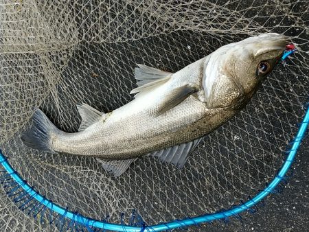 朝練久々のナナマル捕獲!