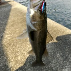 晴れた真っ昼間のデイゲーム調査