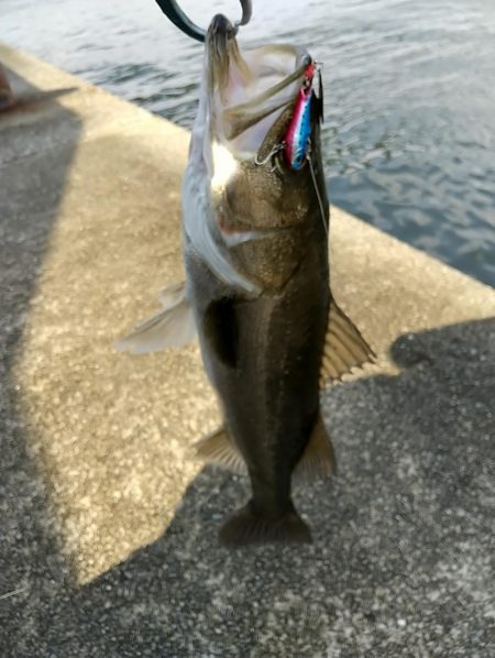 晴れた真っ昼間のデイゲーム調査