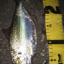 ぶら河川調査!!