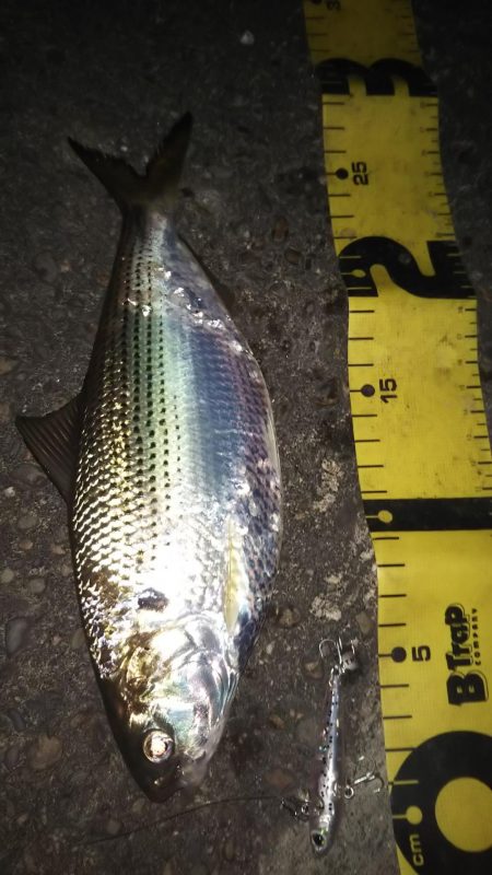 ぶら河川調査!!