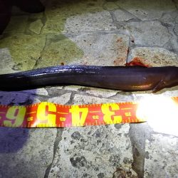 風があるも家族連れでにぎわい