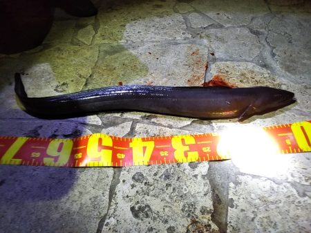 風があるも家族連れでにぎわい