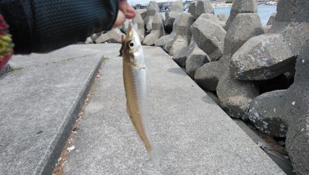 強風の東二見釣行