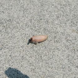 風が無く最高の釣り日和でした