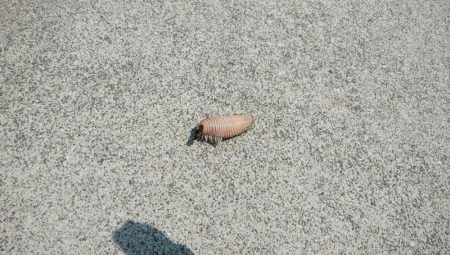 風が無く最高の釣り日和でした