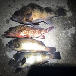 ルアーのみでメバリング