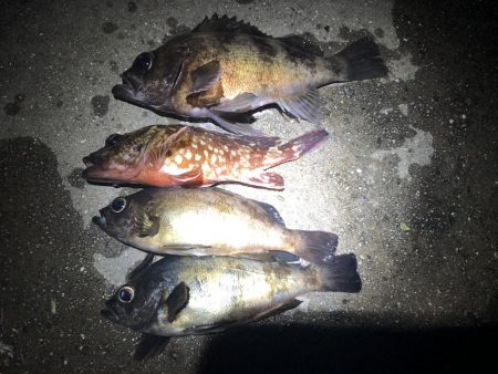 ルアーのみでメバリング