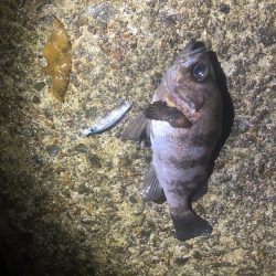 エギングタックルでシーバスとメバル