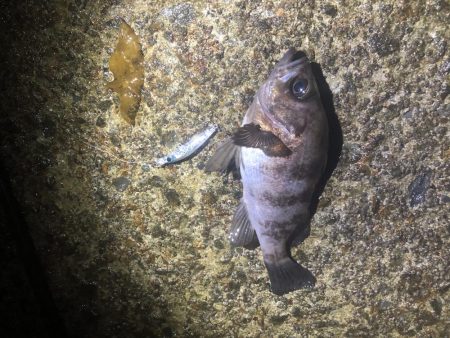 エギングタックルでシーバスとメバル