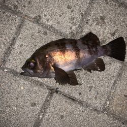 メバル　好調です