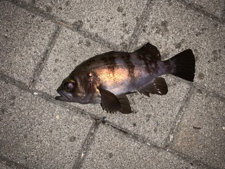 メバル　好調です