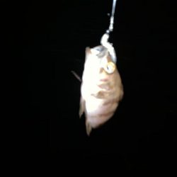 シーサイドコスモでガジラ、シーバスも