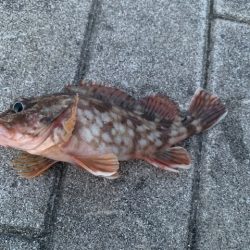 シーバス　好調