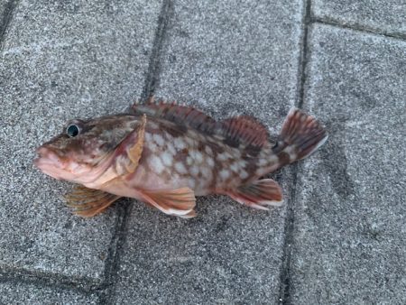 シーバス　好調