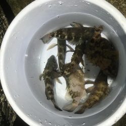 好調です、春告魚