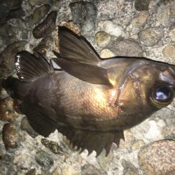 ぼちぼちでした