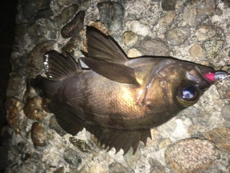 ぼちぼちでした