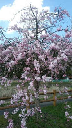 桜メインで釣行