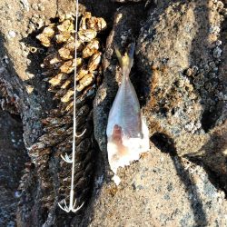 フカセが一番・・面白いです・・釣れない四月・・