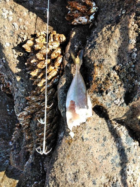 フカセが一番・・面白いです・・釣れない四月・・