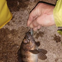 スーパームーンで大漁