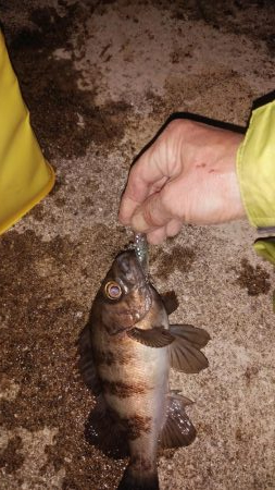 スーパームーンで大漁