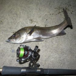 令和２年初投稿は地元シーバス！