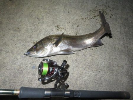 令和２年初投稿は地元シーバス！