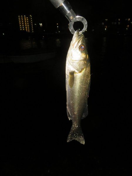 令和2年湾奧シーバス第二弾