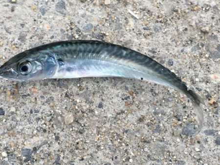 コサバ少々、ヒイラギ少々