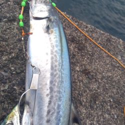 ライトショアジギング