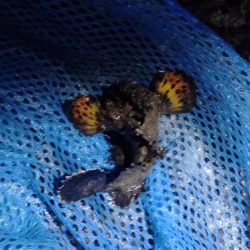 Amazonの集魚ライトで