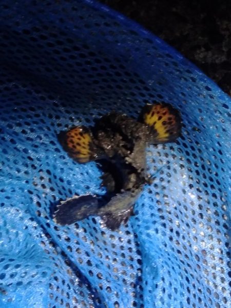 Amazonの集魚ライトで