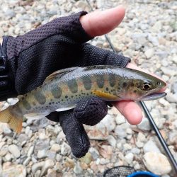 揖保川渓流釣り