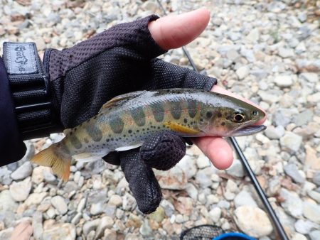 揖保川渓流釣り