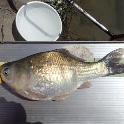 ハタキ前の尺半