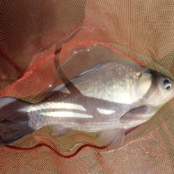 尺半まであと1mm