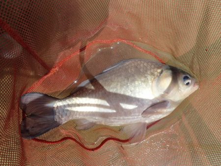 尺半まであと1mm