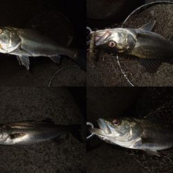 強風時はシーバス用ルアーで