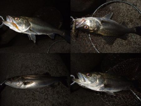 強風時はシーバス用ルアーで