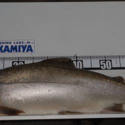 フィッシングレイクたかみや 釣果