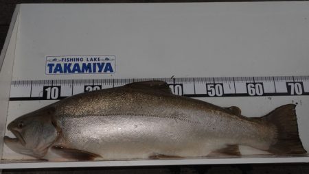 フィッシングレイクたかみや 釣果