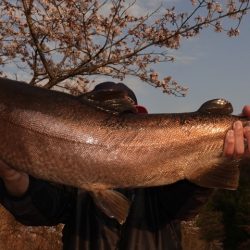 フィッシングレイクたかみや 釣果