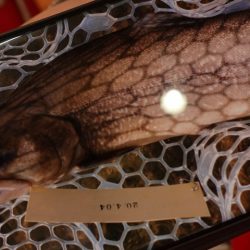 フィッシングレイクたかみや 釣果